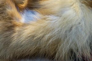 フォックス買取価格の相場は サガフォックス シルバーフォックスなどフォックス毛皮製品別の買取価格と高額査定のコツを紹介